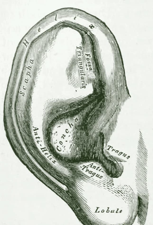 Anatomische Tafel der Ohrmuschel, in der die Abschnitte farbig markiert und den Körperregionen zugeordnet sind, die ihnen in der französischen Ohrakupunktur entsprechen