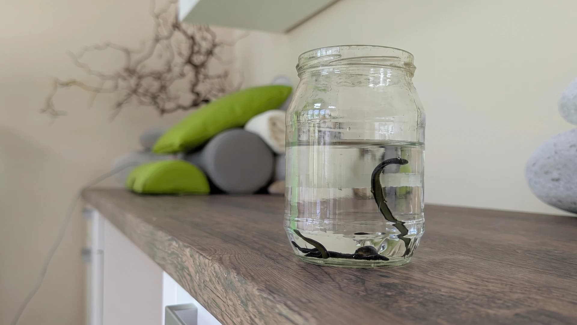 Mehrere Blutegel in einem mit Wasser gefüllten Glas, das auf einer Holzablage der Praxis steht; einer richtet sich an der Glaswand auf. Im unscharfen Hintergrund grüne Kissen, Faszienrollen und ein gerolltes Handtuch.