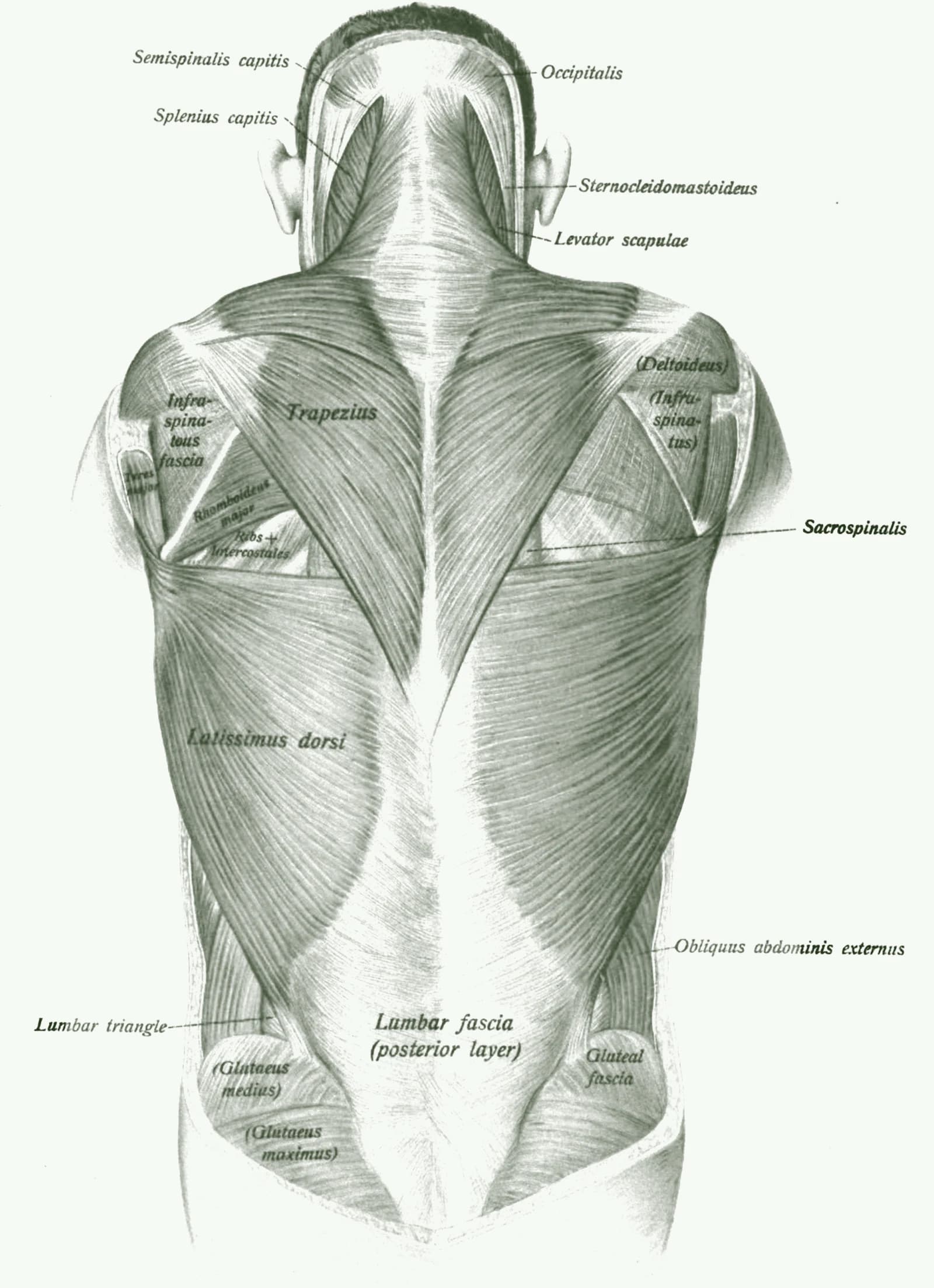 Anatomische Tafel der oberflächlichen Rückenmuskulatur mit markierten Triggerpunkten